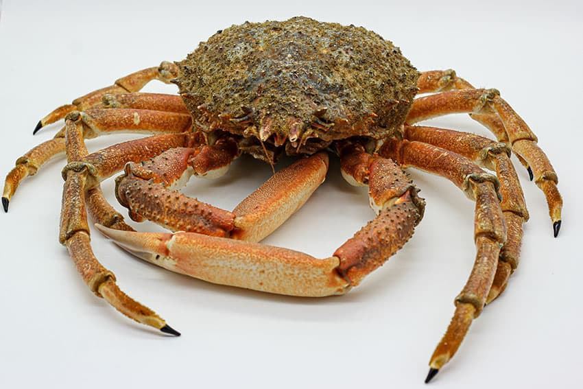 CENTOLLO IMPORTACIÓN - Imagen 1