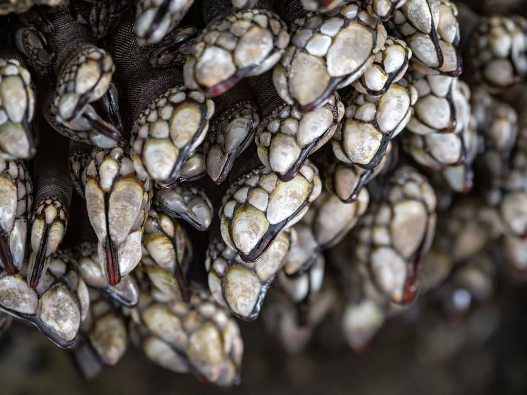 Comprar percebes en Sanxenxo