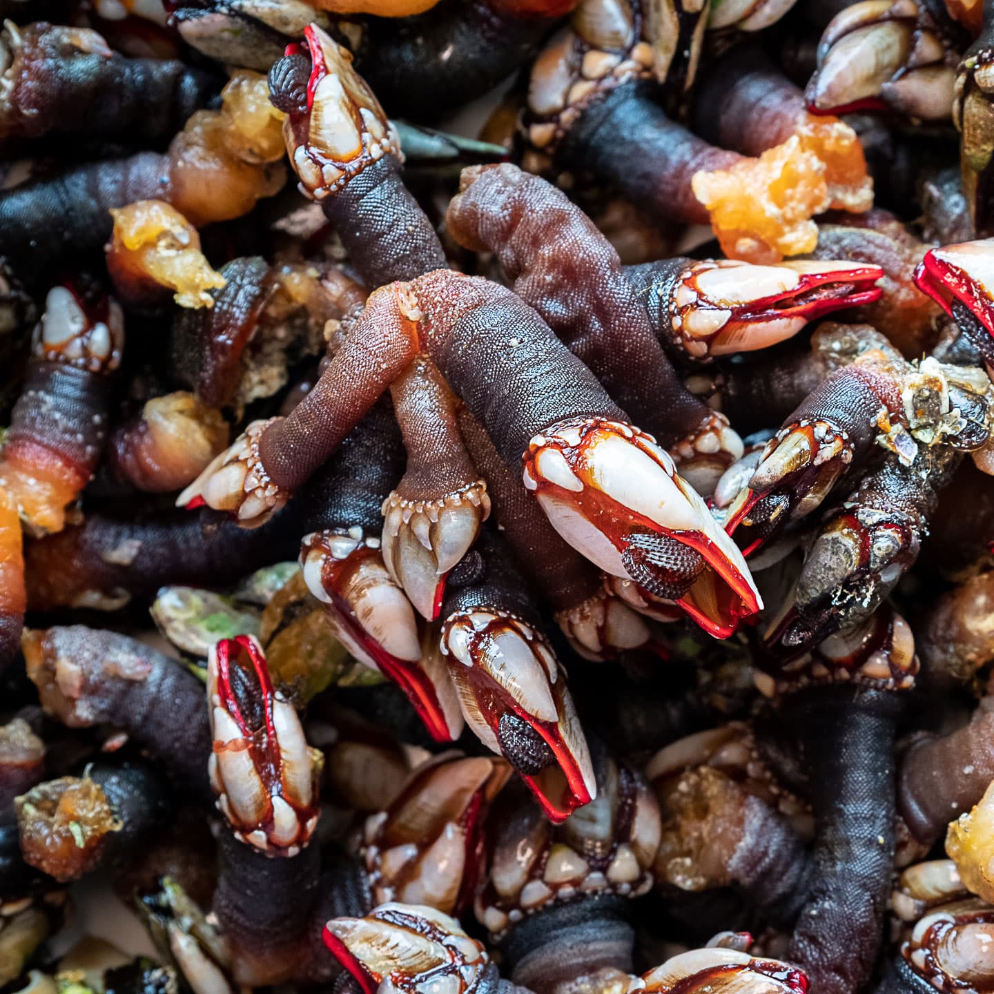 Percebes en Sanxenxo