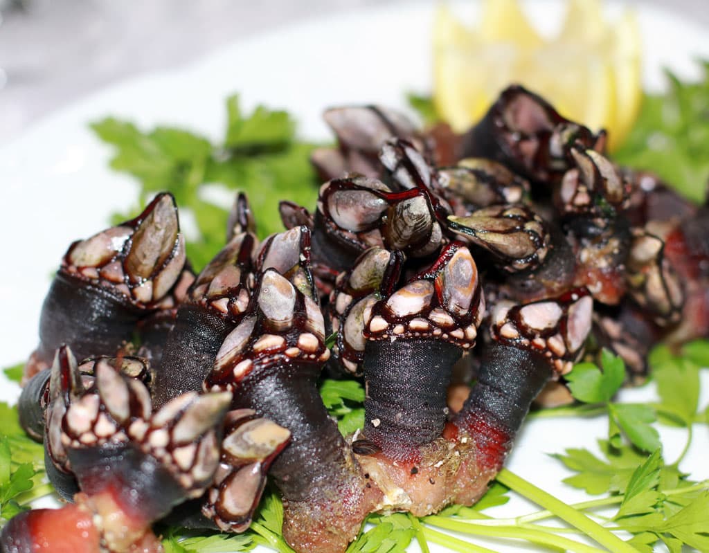 Percebes gallegos en Sanxenxo