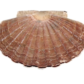 Vieira entera - Imagen 1